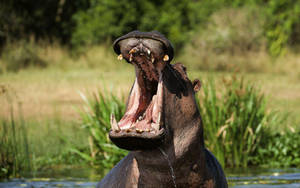 Hippopotamus Primal Mouth Wallpaper