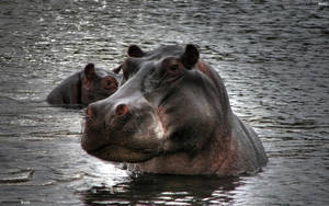 Hippopotamus Shadowy Toned Down Photograph Wallpaper