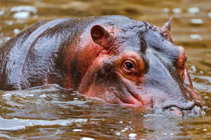 Hippopotamus Shiny Skin Appearance Wallpaper