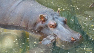 Hippopotamus Slumbering Peacefully Wallpaper