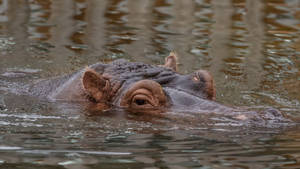 Hippopotamus Submerged Massive Head Wallpaper