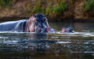 Hippopotamus Swimming With Two Hippos Wallpaper