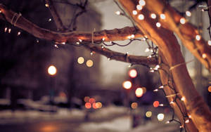Holiday Lights On Branches Wallpaper