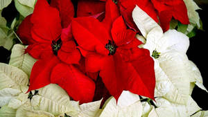 Holiday Red And White Poinsettia Wallpaper