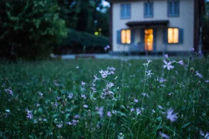 Home With Tiny Purple Flowers Wallpaper