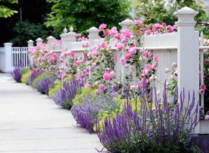 Homegrown Pink Roses Wallpaper