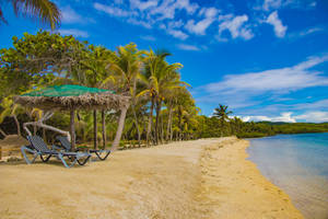 Honduras Beach And Trees Wallpaper