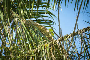 Honduras Green Iguana On Leaves Wallpaper