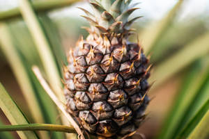 Honduras Sweet Pineapple Wallpaper