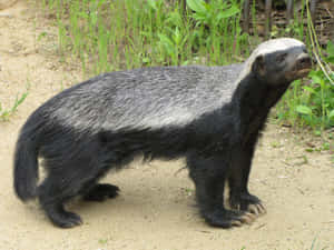 Honey Badger Standing On Path Wallpaper