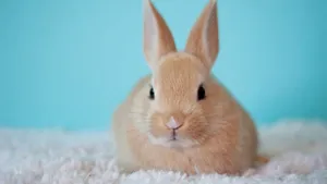 Hoppin' Down The Bunny Trail - Easter's Here! Wallpaper