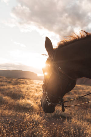 Horse Face With Sunset Wallpaper