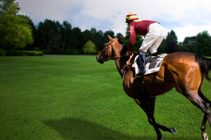 Horse Racing On Firm Grass Ground Wallpaper