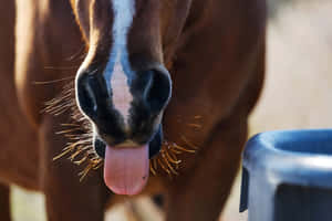 Horse Sticking Out Tongue Wallpaper