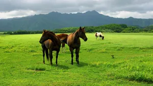 Horses In A Prairie Wallpaper