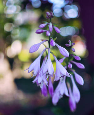 Hosta Ventricosa Flower Android Wallpaper