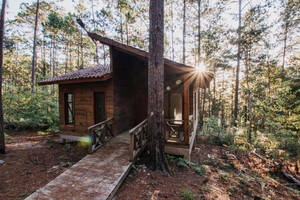 House In Honduras Forest Wallpaper