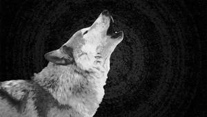 Howling White Wolf Wallpaper