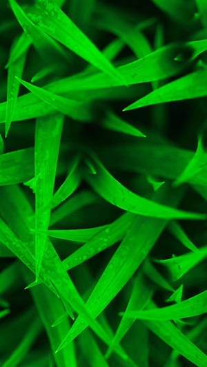 Htc Sharp Green Grass Wallpaper