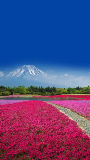 Huawei Honor Mount Fuji Wallpaper