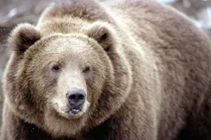 Huge Brown Grizzly Bear Wallpaper