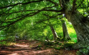 Huge Green Trees Wallpaper