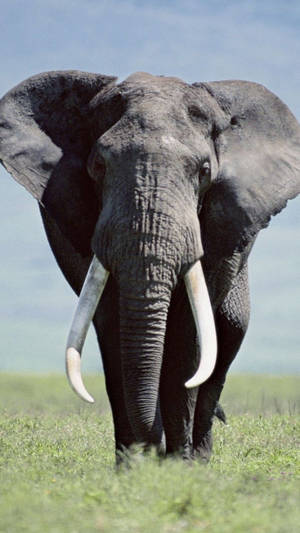 Huge Grey Elephant Wallpaper