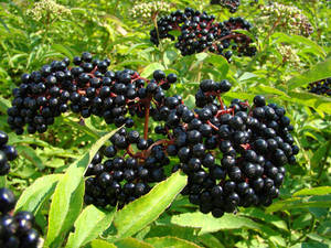 Huge Purple Fresh Elderberry Fruits Wallpaper