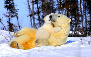 Hugging Polar Bears Wallpaper