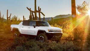 Hummer With Cacti Wallpaper