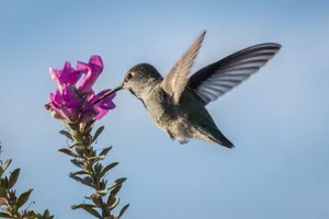 Humming Bird Sipping Nectar Wallpaper