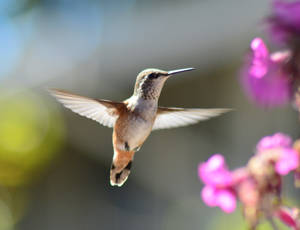 Hummingbird In Midair Wallpaper