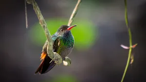 Hummingbird On Hanging Root Wallpaper