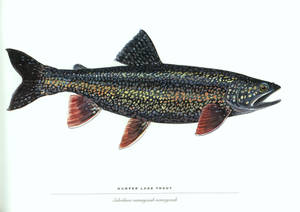 Humper Lake Trout Wallpaper