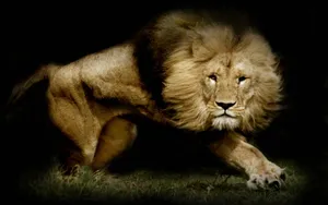 Hunting Lion Wallpaper