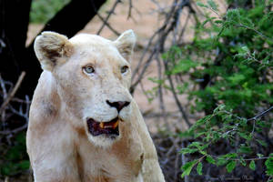 Hunting White Lion Wallpaper