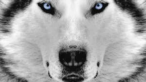 Husky Dog Snout Close-up Wallpaper