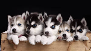 Husky Puppies In The Dark Wallpaper