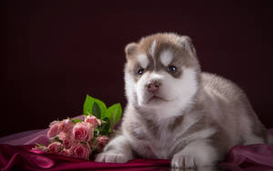 Husky Puppy With Pink Roses Wallpaper