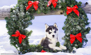 Husky Puppy With Wreath Wallpaper