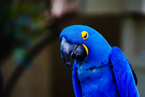 Hyacinth Macaw Beautiful Birds Wallpaper