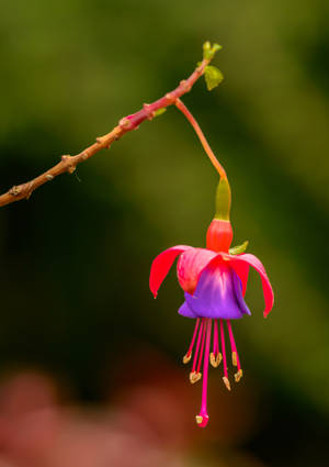 Hybrid Fuchsia Flower Android Wallpaper