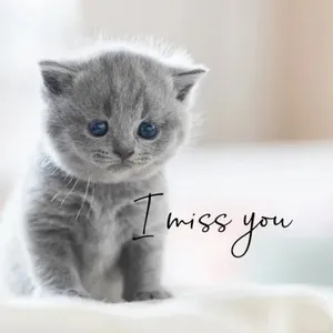 I Miss You Kitten Wallpaper