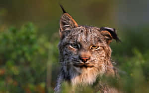 Iberian Lynx Close Up Portrait Wallpaper