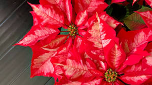 Ice Punch Poinsettia Wallpaper