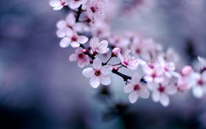 Iconic Pink Cherry Blossom Flowers Wallpaper