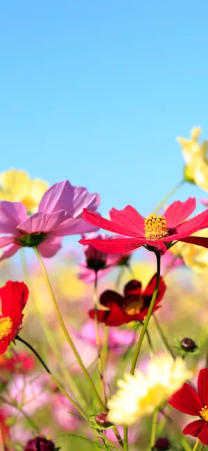 Image A Sailboat Leaving A Tropical Island Port Under Starry Night Sky Wallpaper