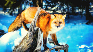 Image An Inquisitive Red Fox Investigating Its Territory Wallpaper