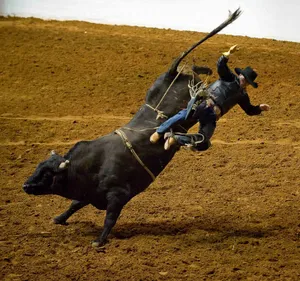 Image Bull Riding At The Rodeo Wallpaper