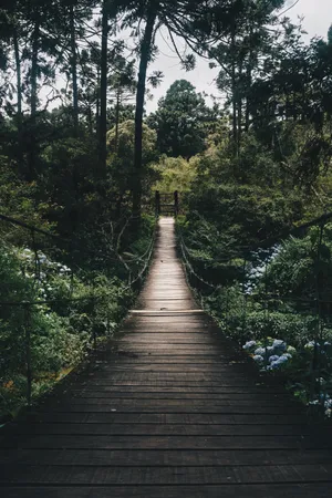 Image Enjoy The Breathtaking Beauty Of The Outdoors Surrounded By A Shady Forest. Wallpaper